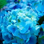 cyan | il colore | Alberta Colombo