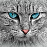 Grigio | il colore | Alberta Colombo