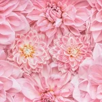 rosa | il colore | Alberta Colombo