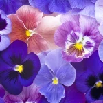 viola | il colore | Alberta Colombo